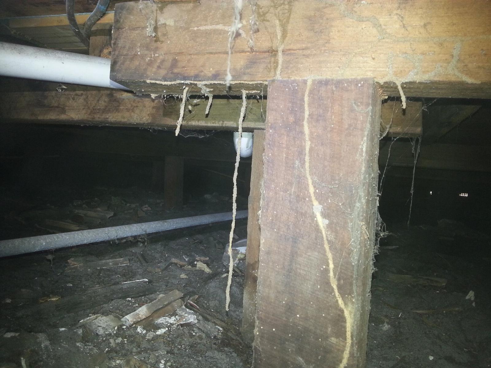 S O S Pest Control Termites Mud