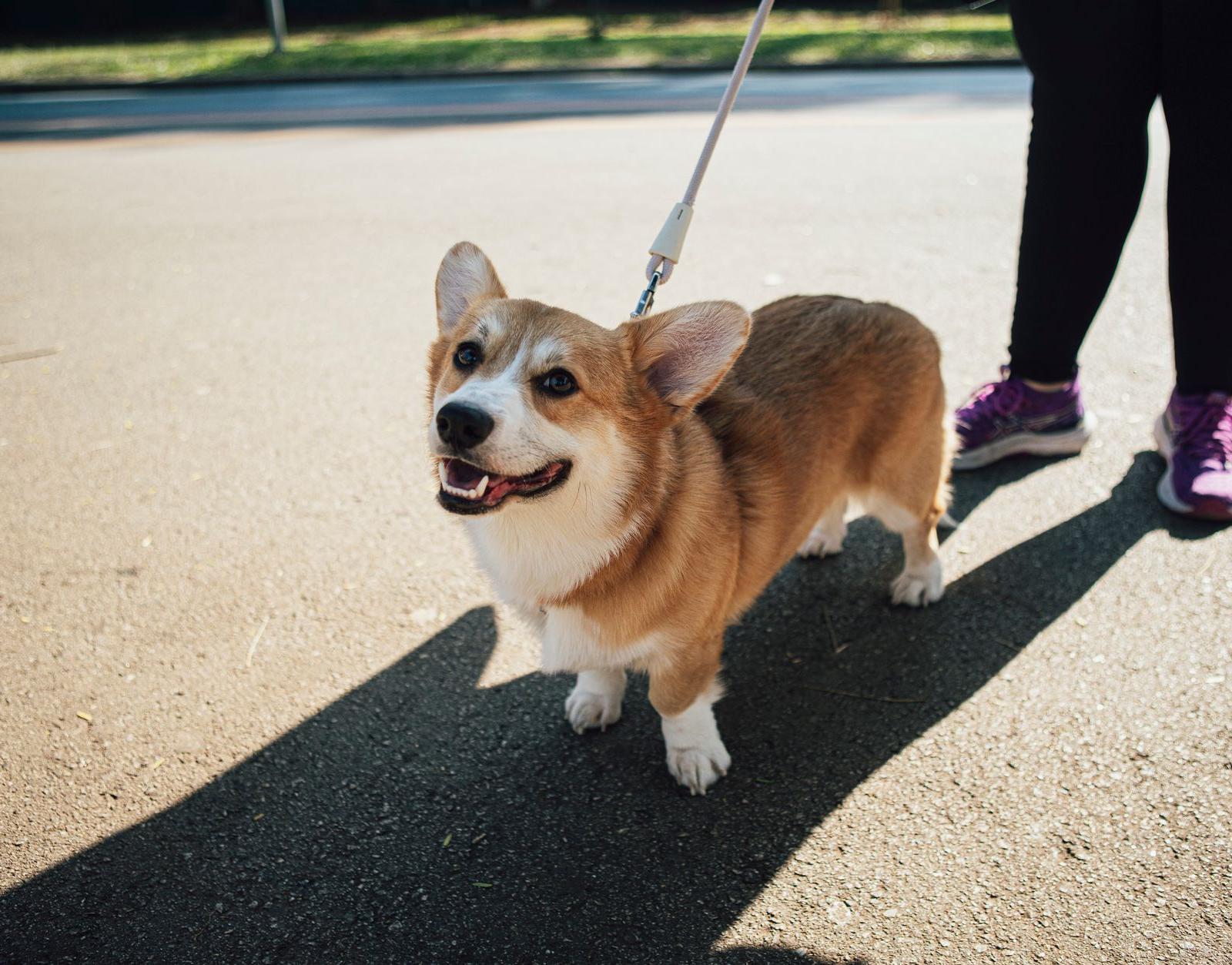 A Corgi Dog on a Leash
