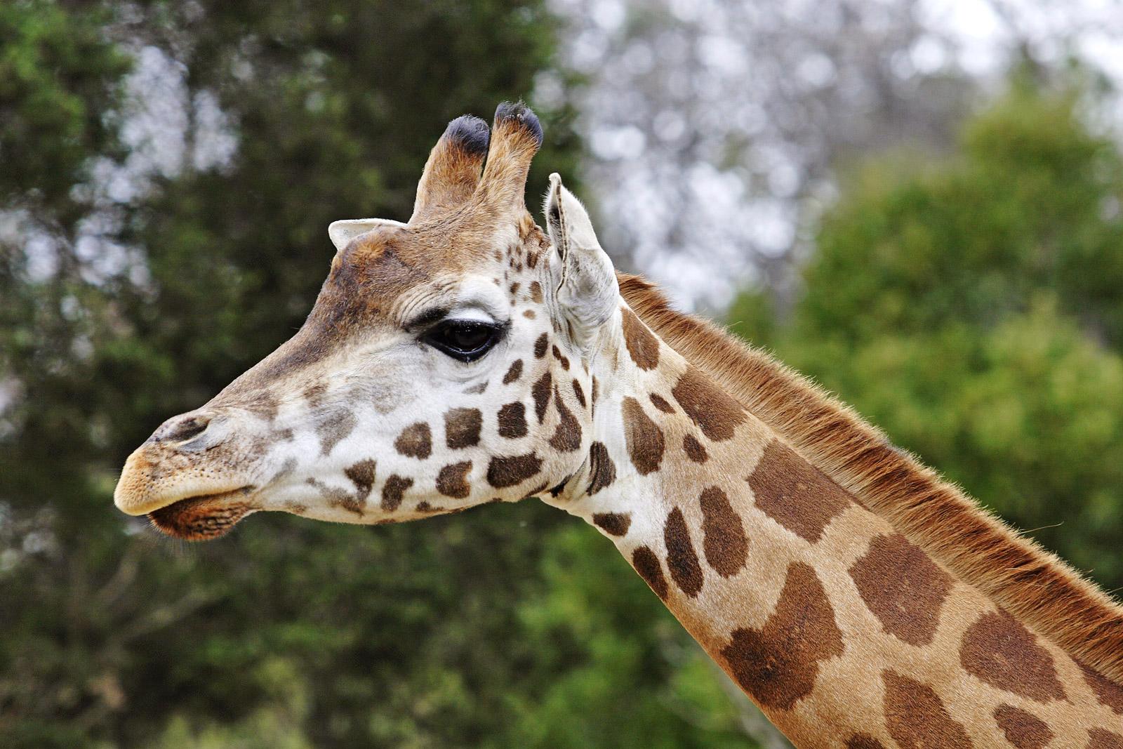 Giraffe08 melbourne zoo